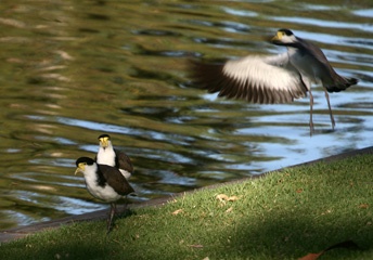 Plovers